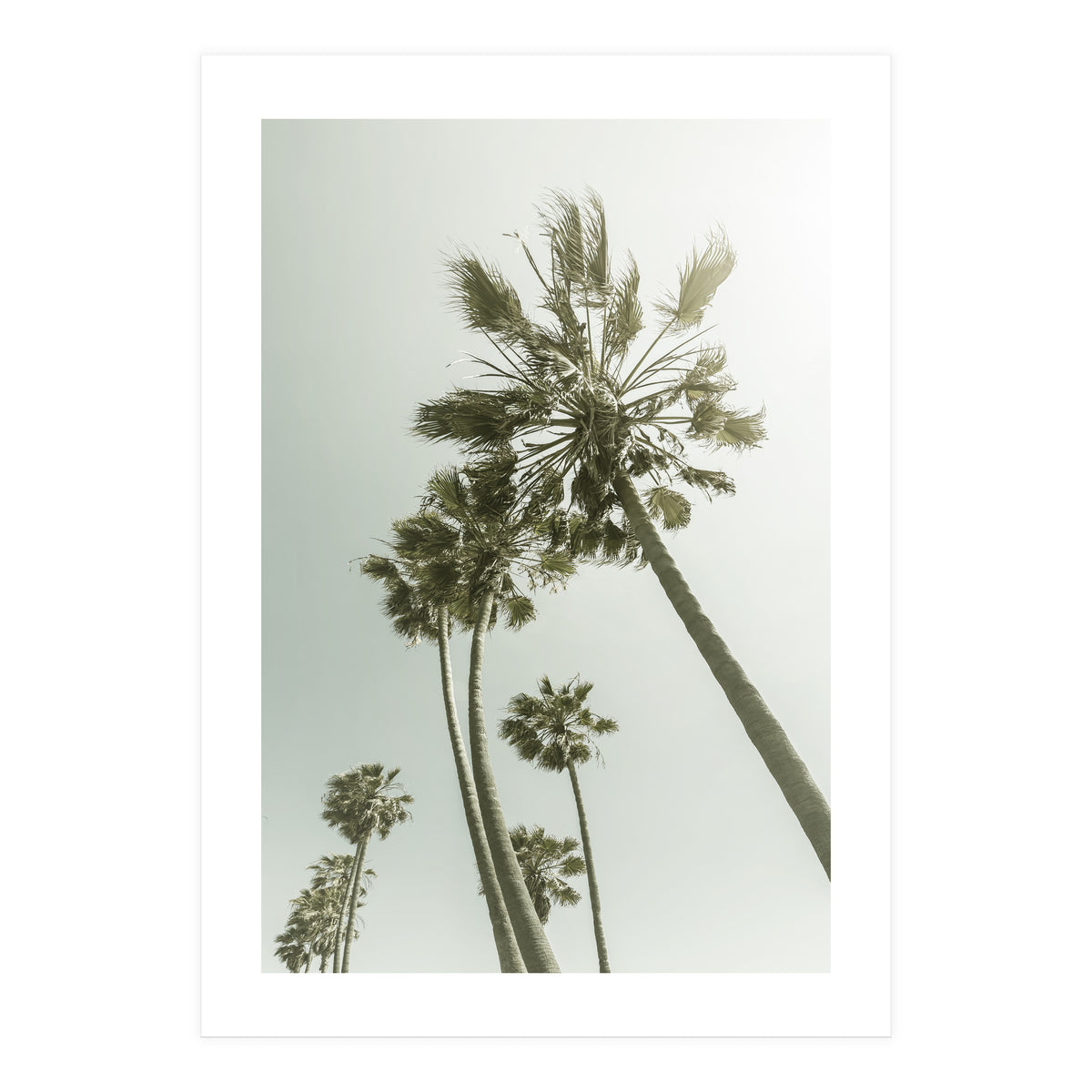 Vintage Palm Trees  (Print Only)