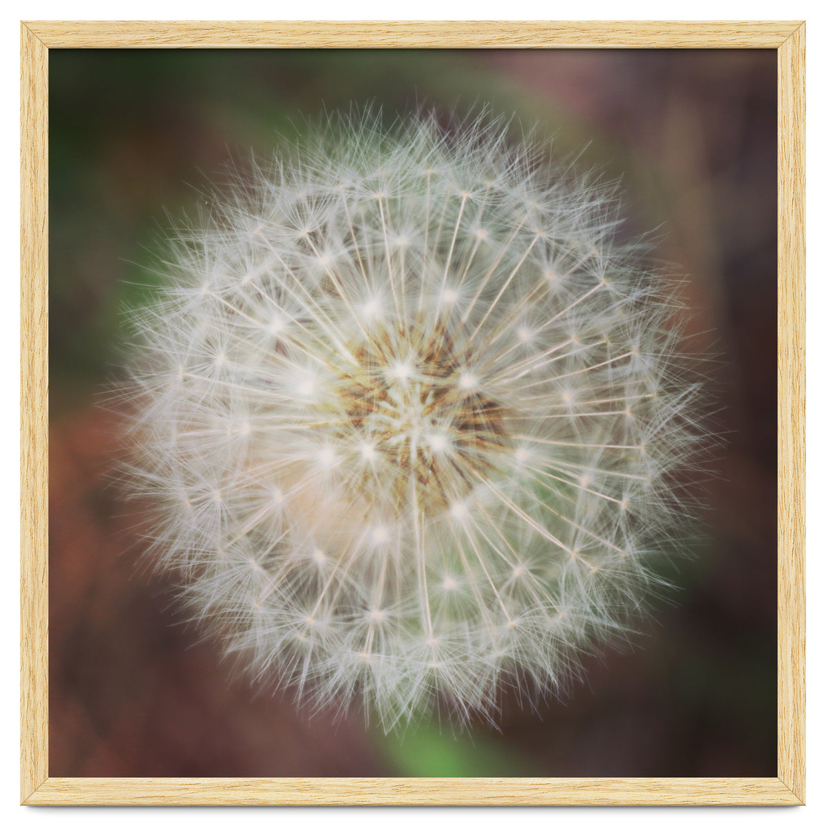 dandelion clock