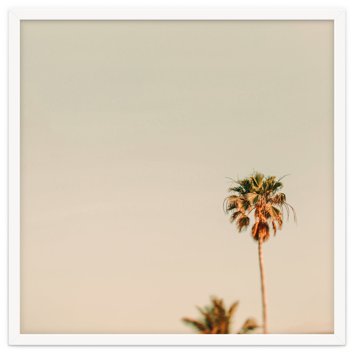 Minimal Palms