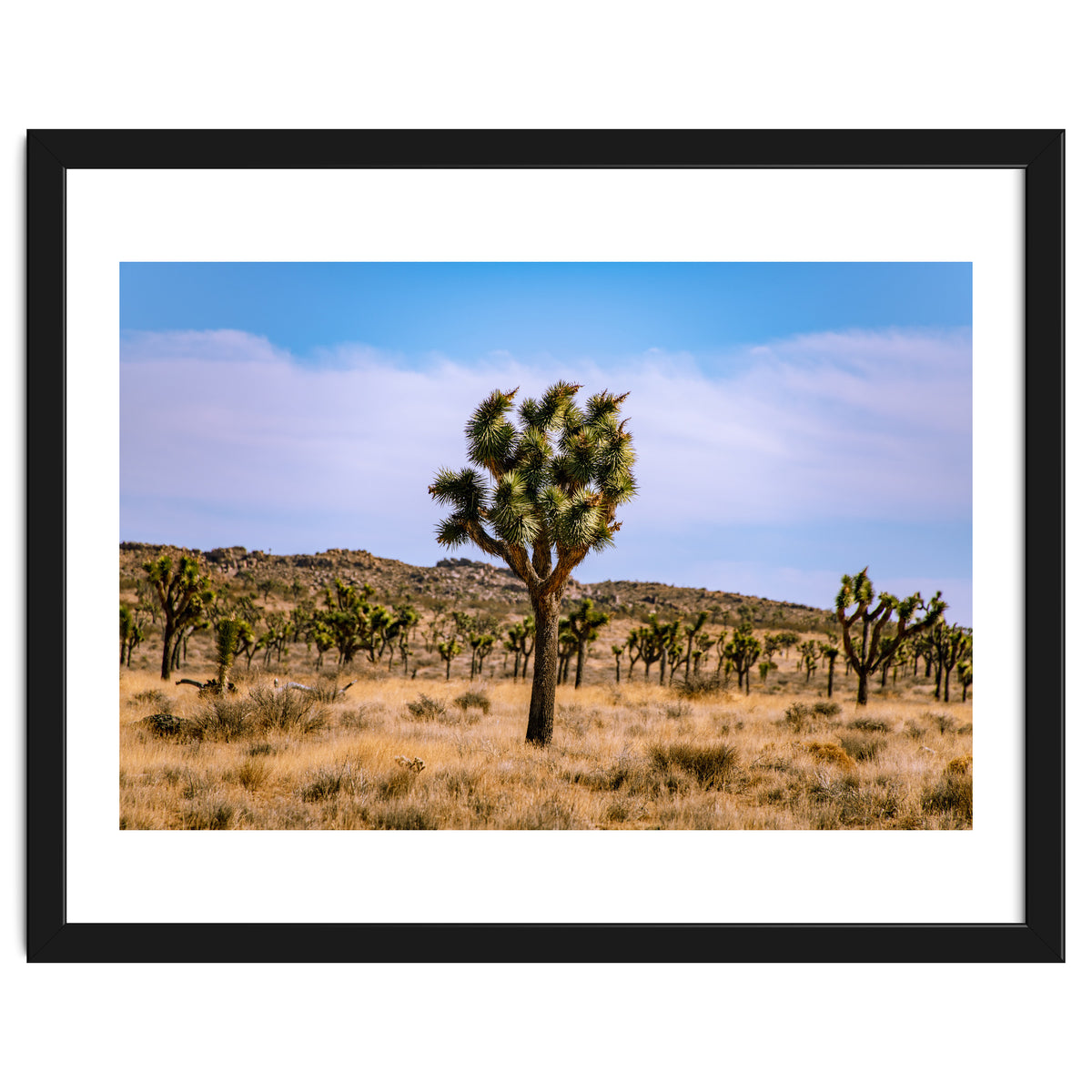 Joshua Tree