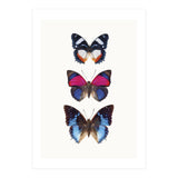 Cc Butterflies 03 (Print Only) thumbnail