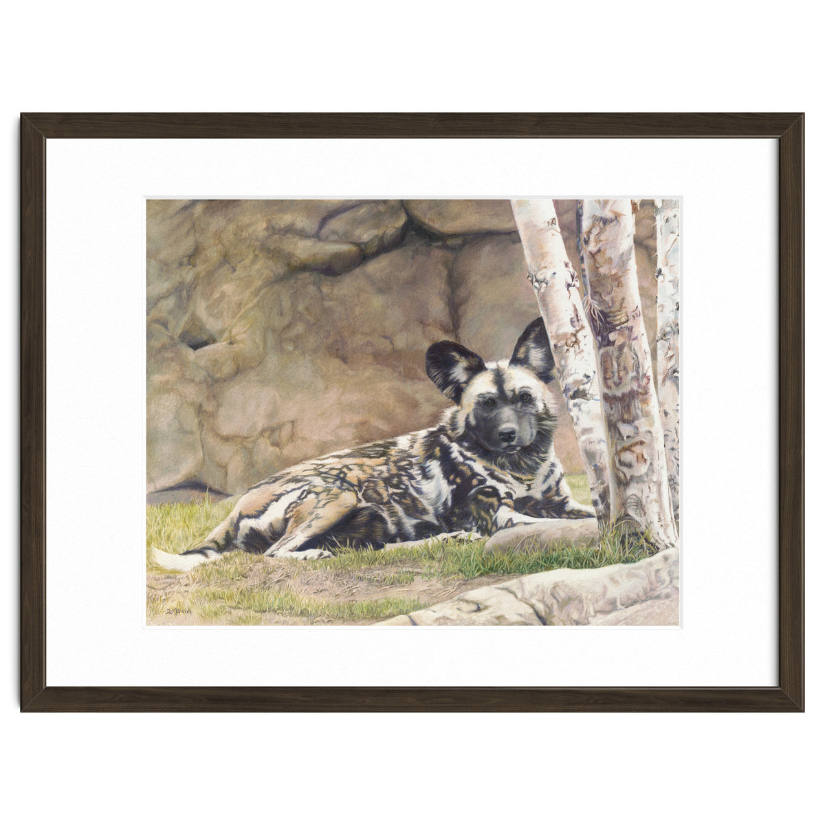 Afican Painted Dog IV - Imara