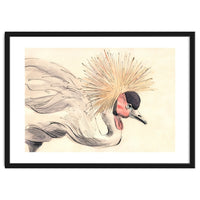 Crowned Crane