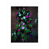 Beautiful Flower Garden (Print Only) thumbnail