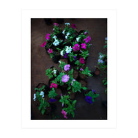 Beautiful Flower Garden (Print Only)