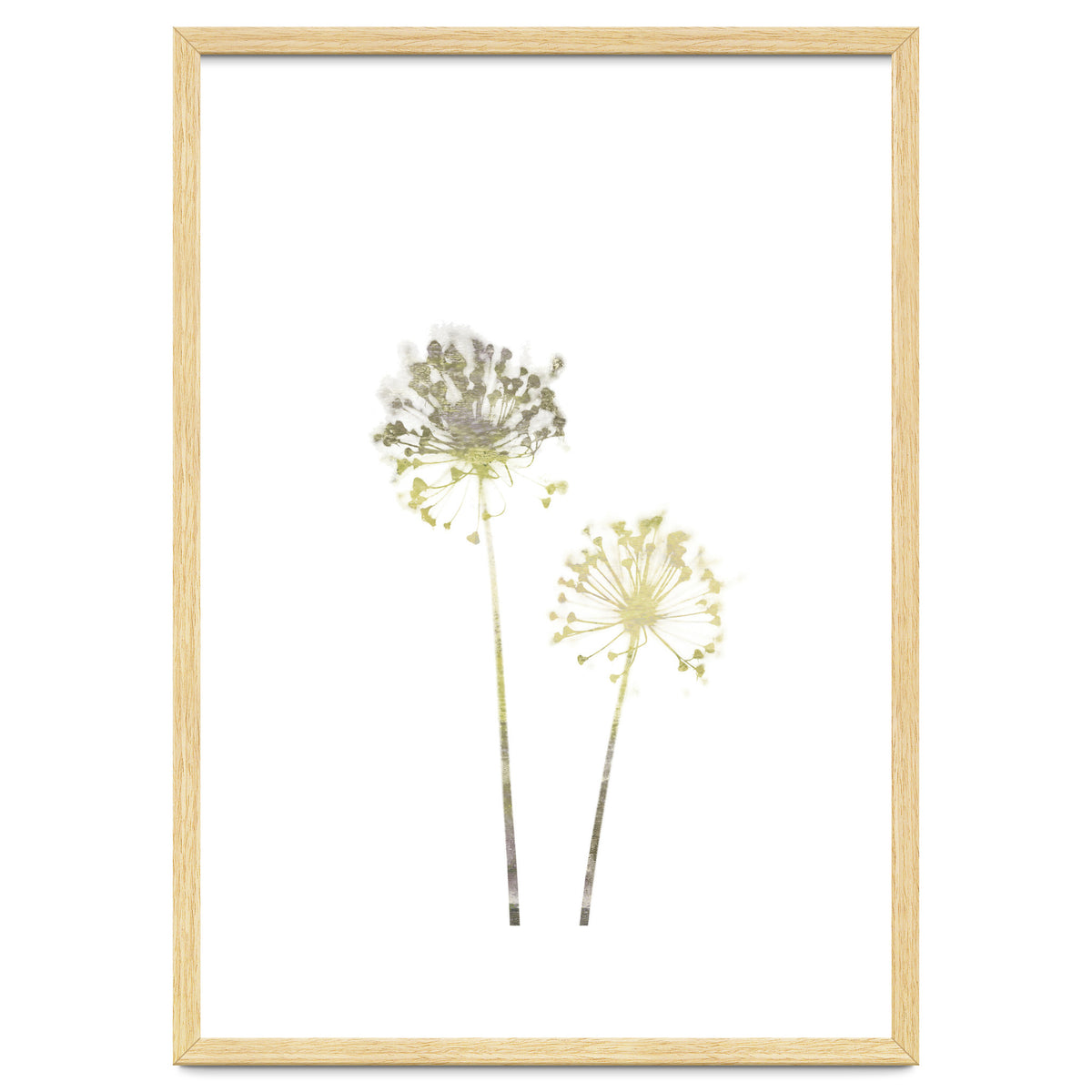Neutral Dandelions