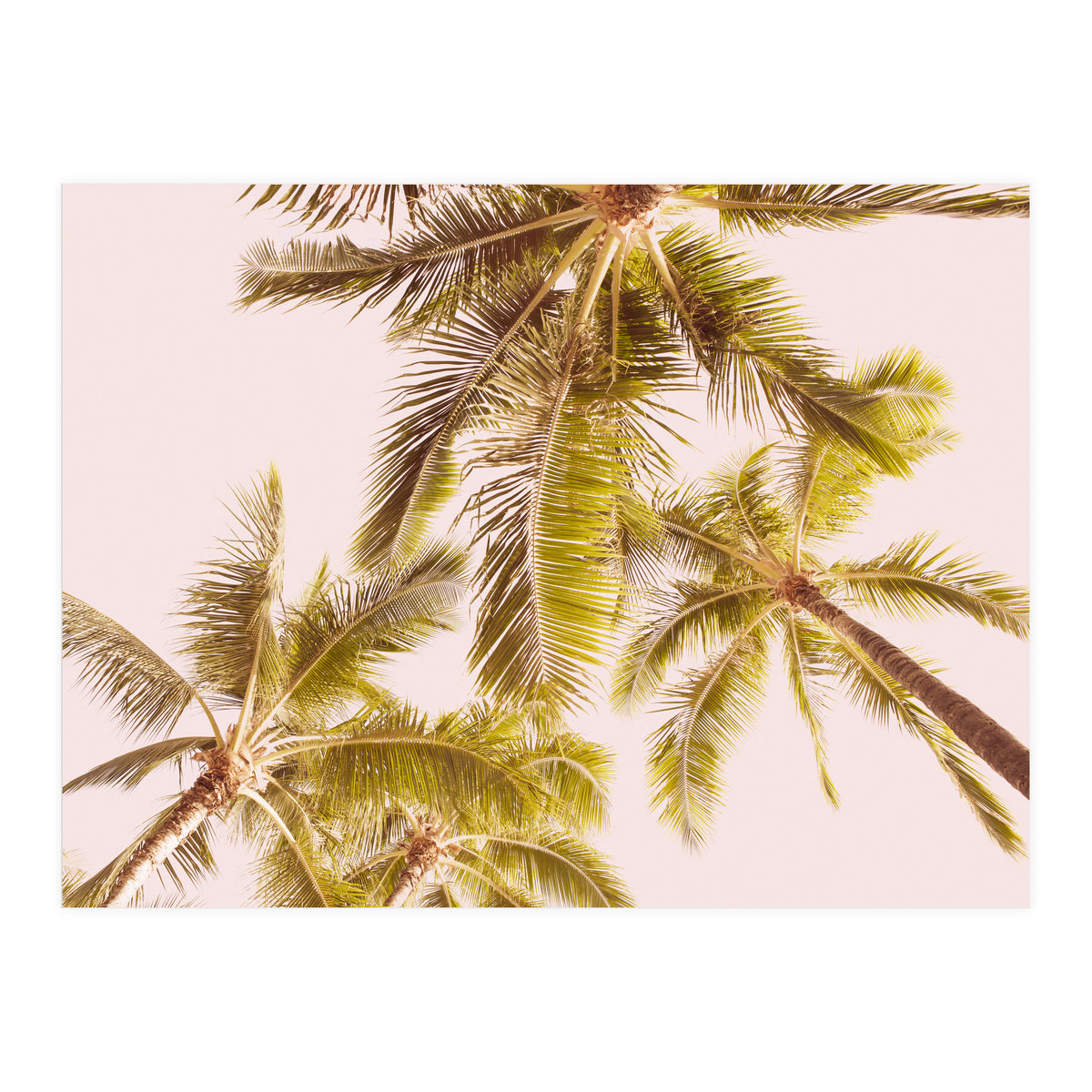 Blush Pink Boho Palm Trees (Print Only)