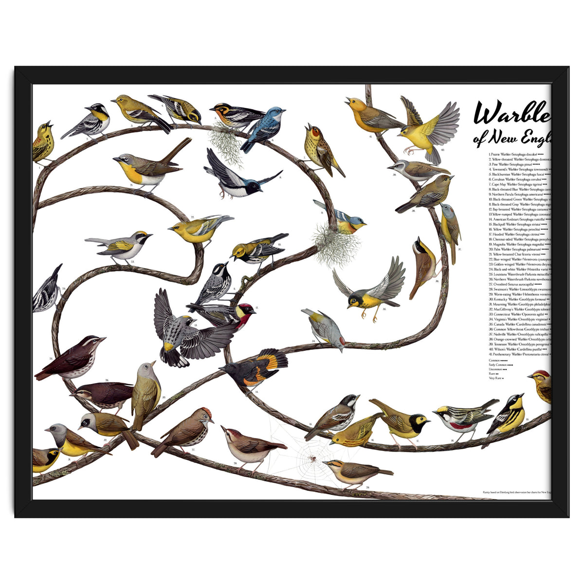 Warblers of New England