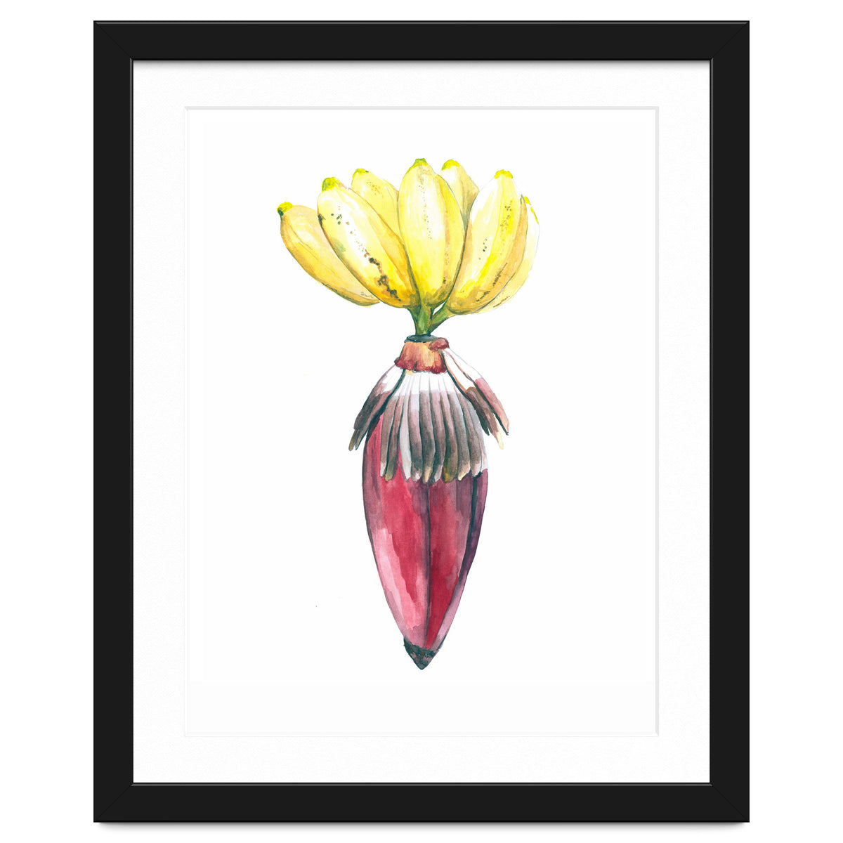 Botanical Illustration Banana