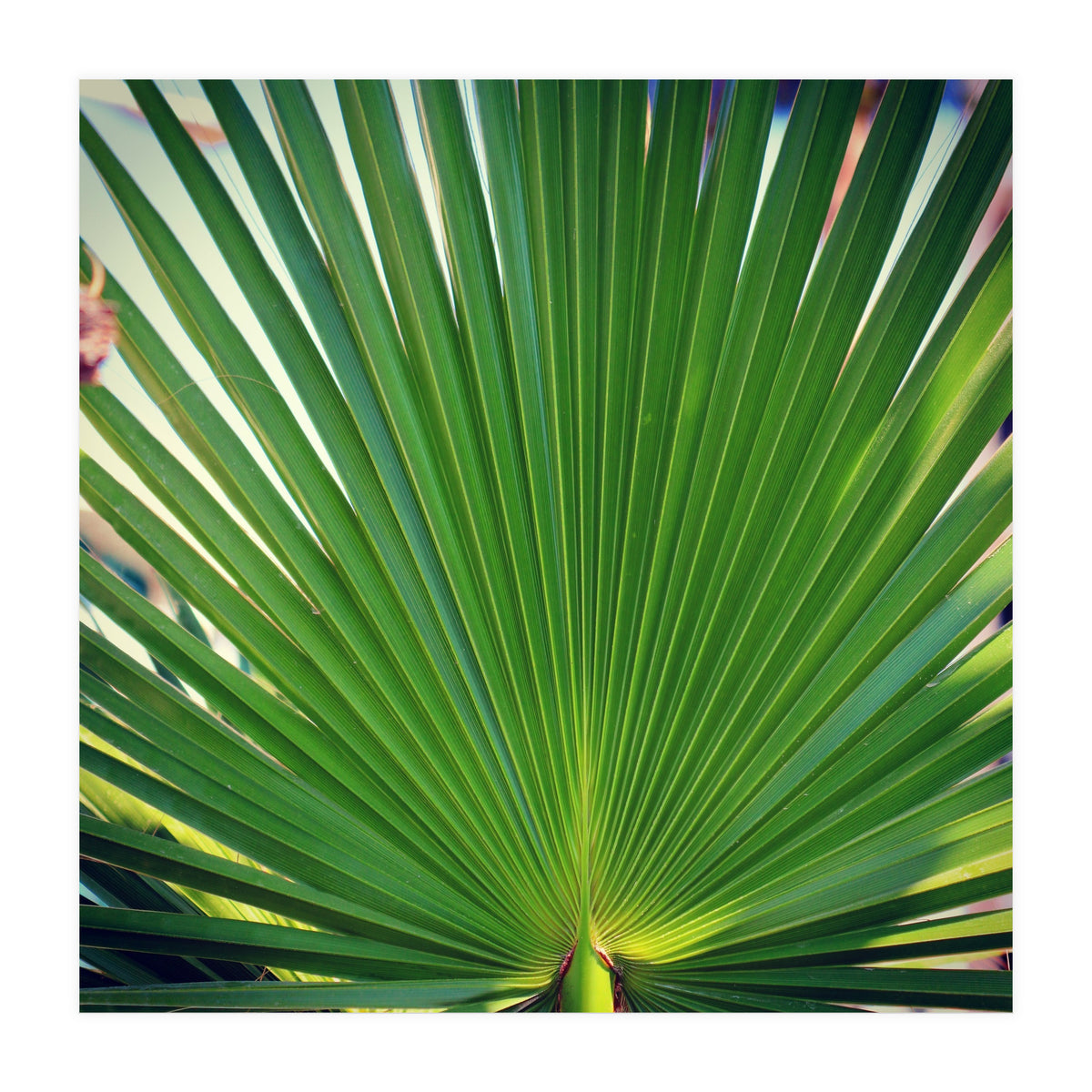 palm leaf (Print Only)