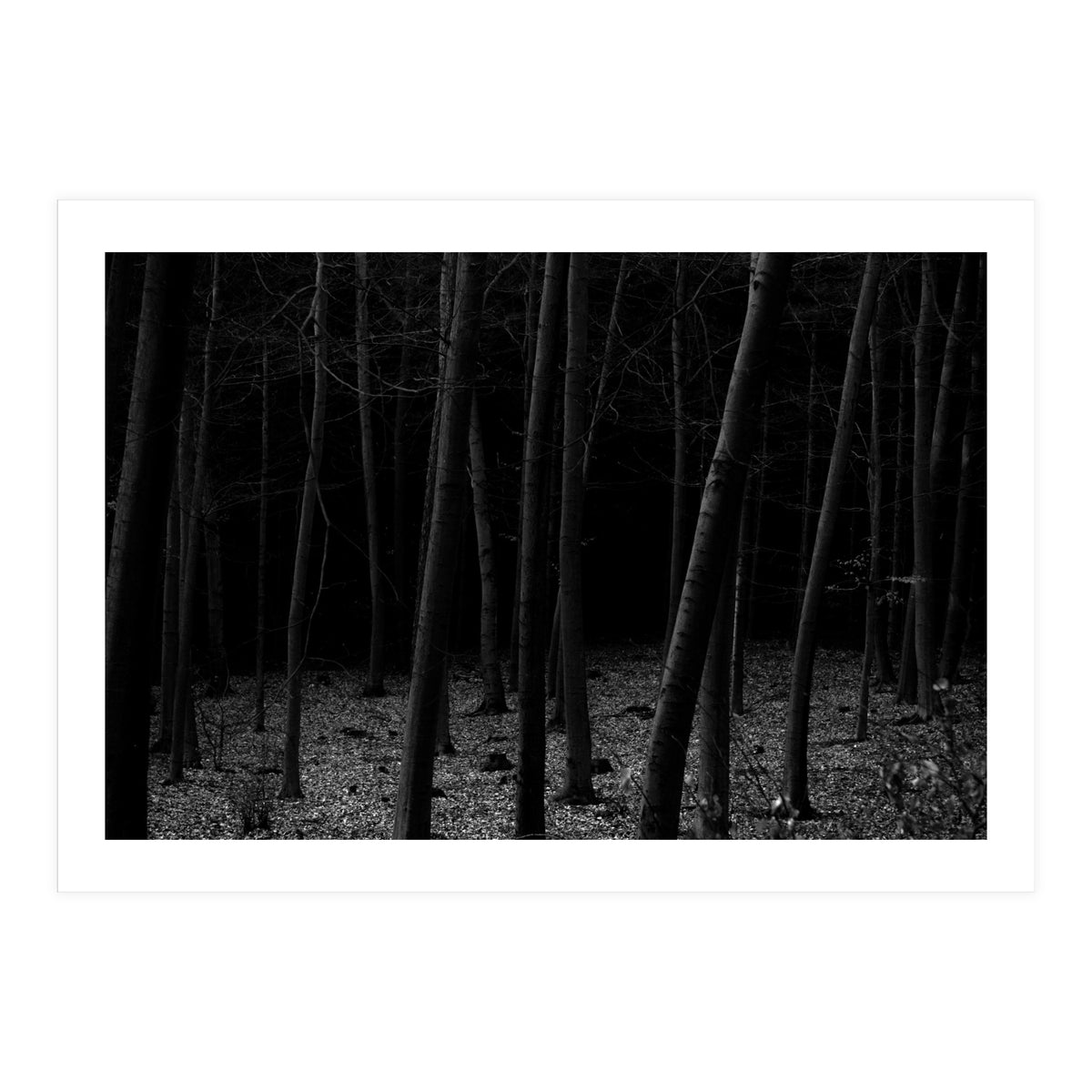 silent woods (Print Only)