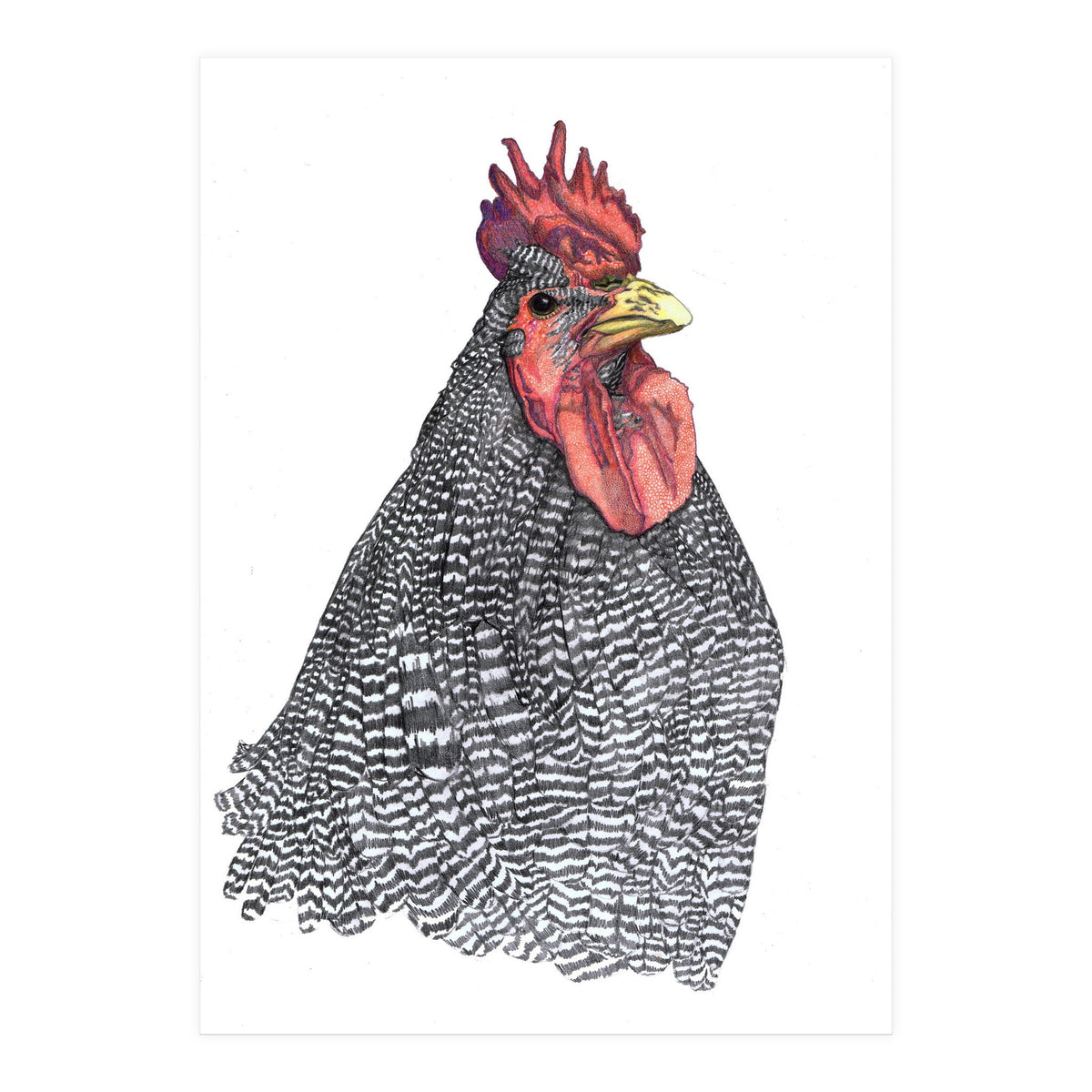 Chicken No.1 (Print Only)