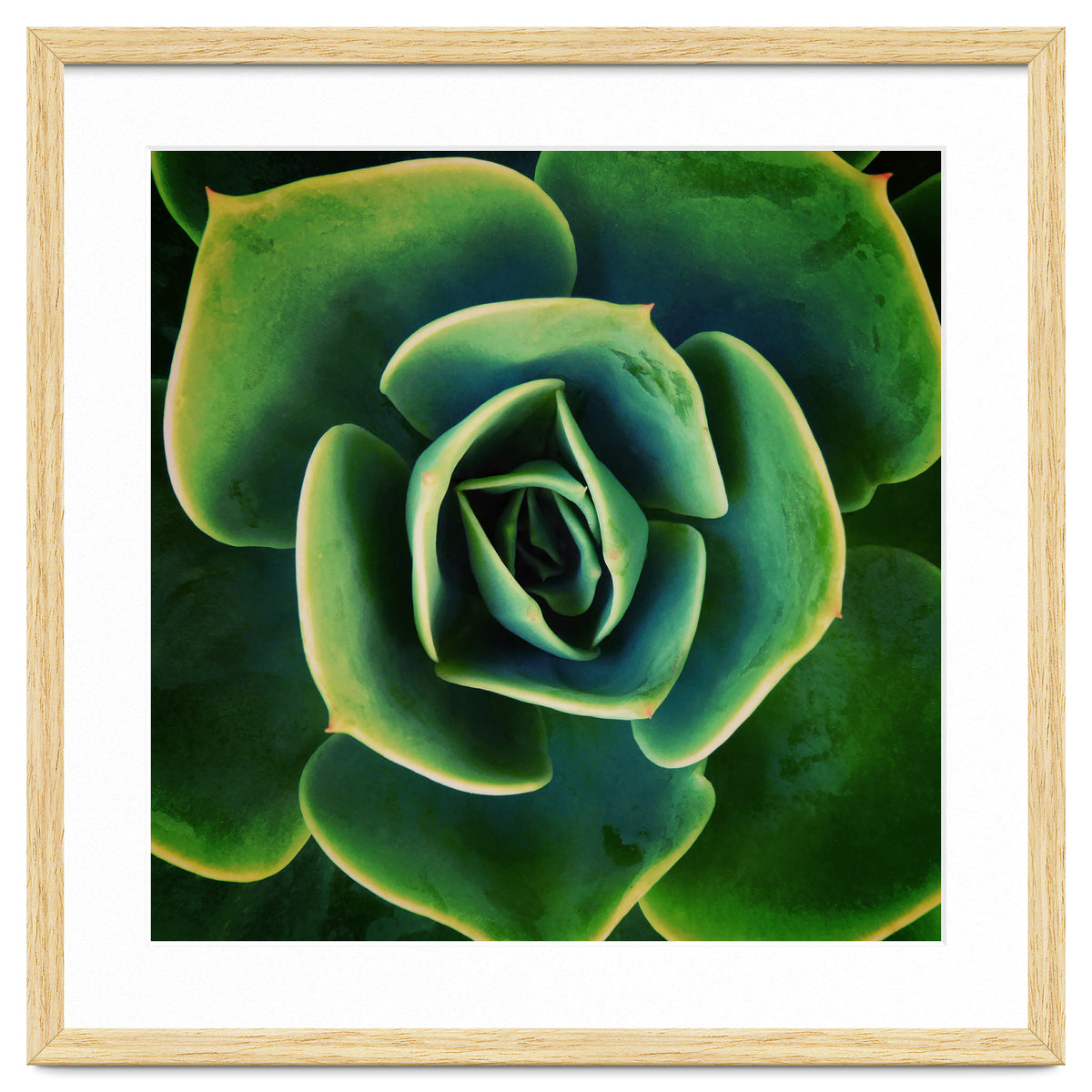 DARKSIDE OF SUCCULENTS XIII