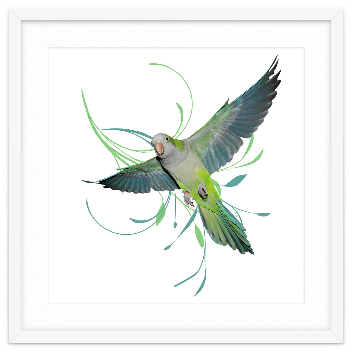 Flying quaker parrot