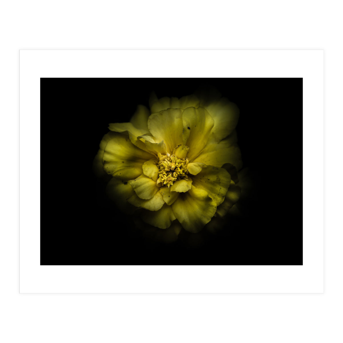 Backyard Flowers No 41 Color Version (Print Only)