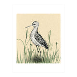 Black-tailed godwit in the grass (Print Only) thumbnail