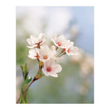 FLOWER (Print Only) thumbnail