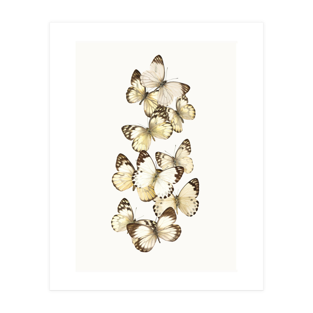 Cc Butterflies 01 (Print Only)