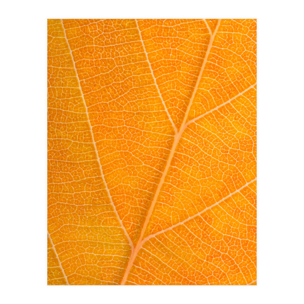 Autumn Leaf (Print Only)