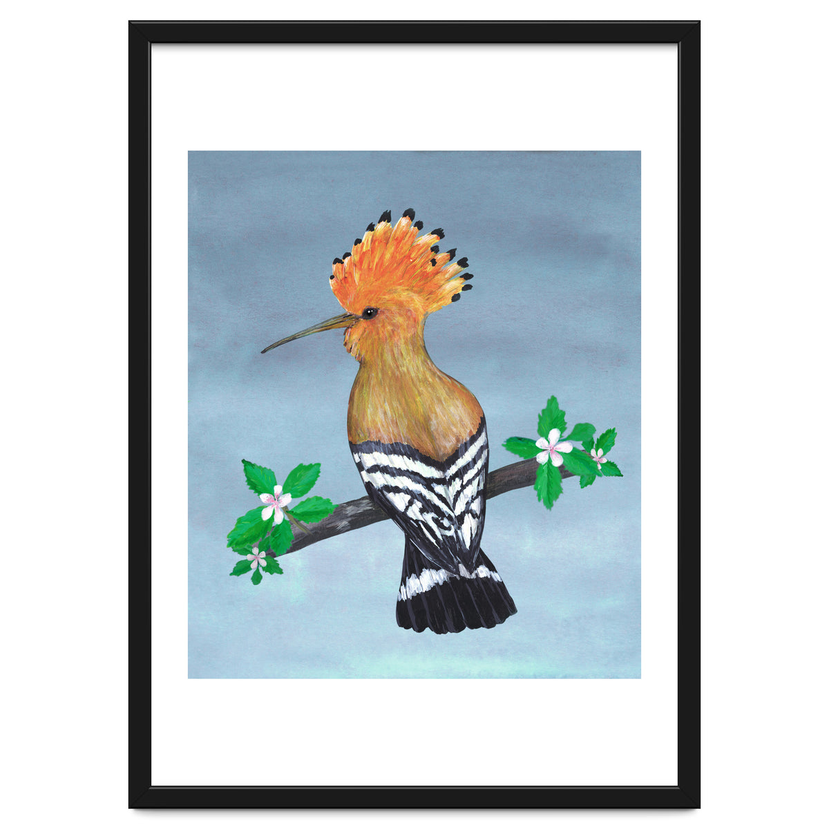 Hoopoe bird