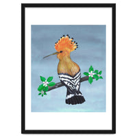 Hoopoe bird