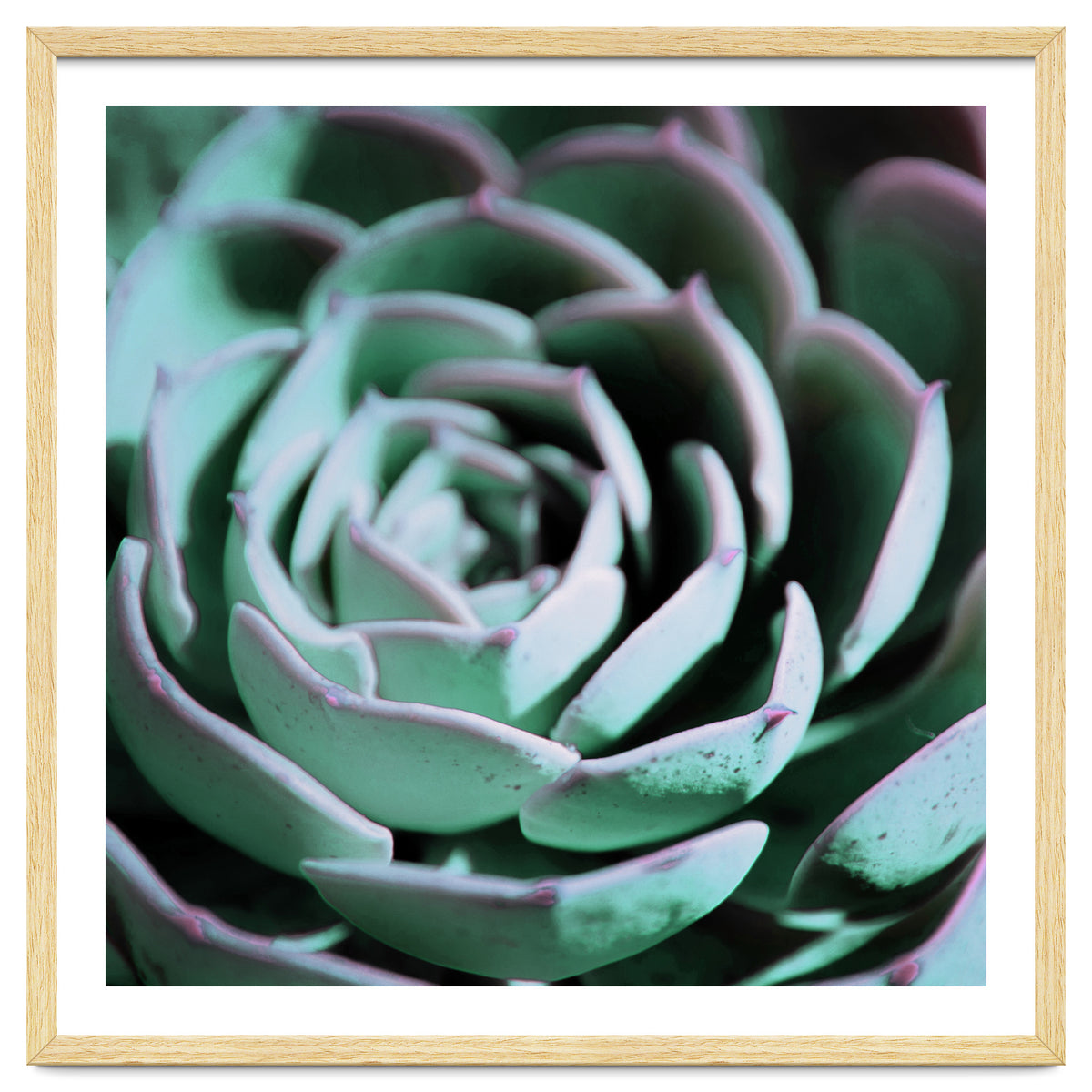 DARKSIDE OF SUCCULENTS III-A