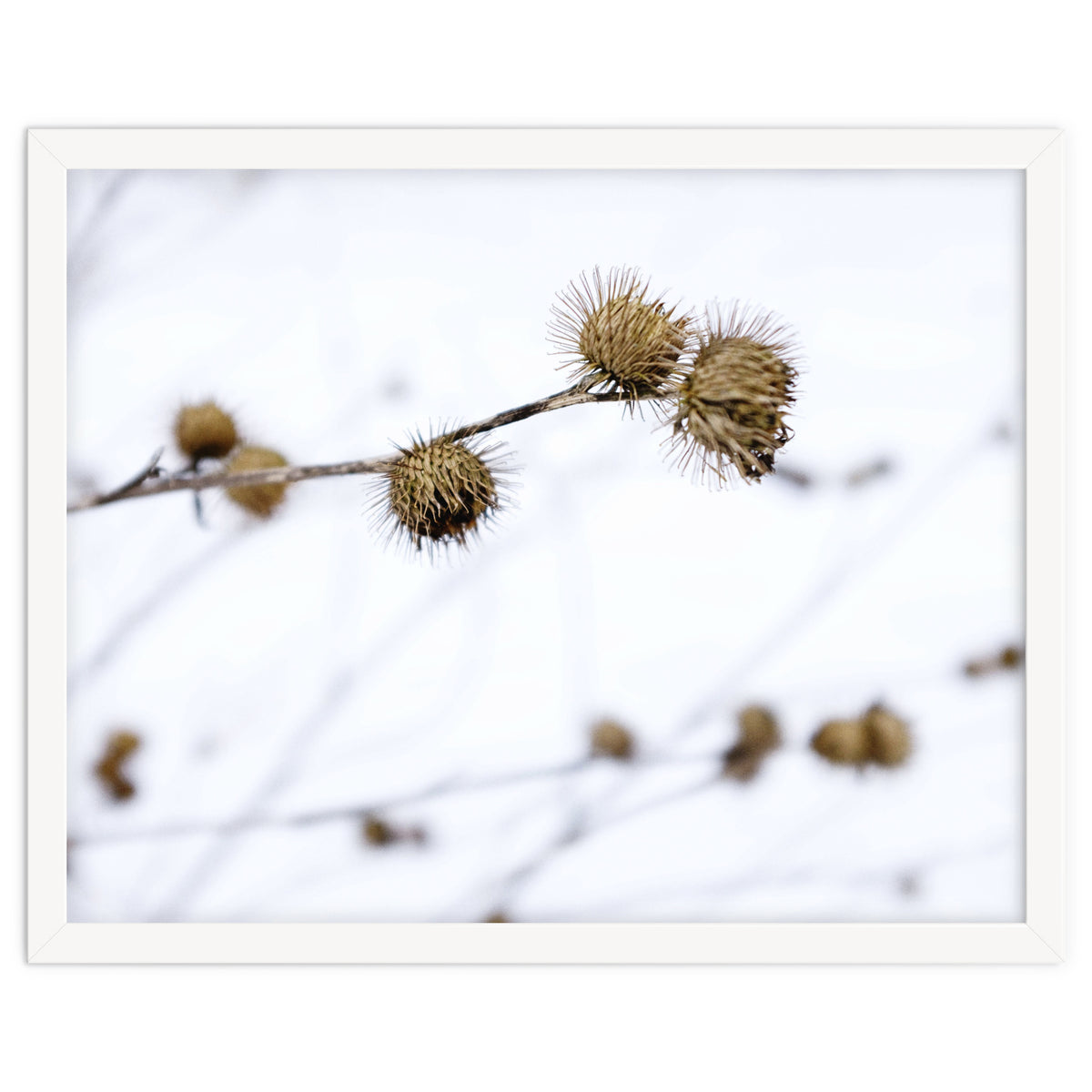 Winter Thistles