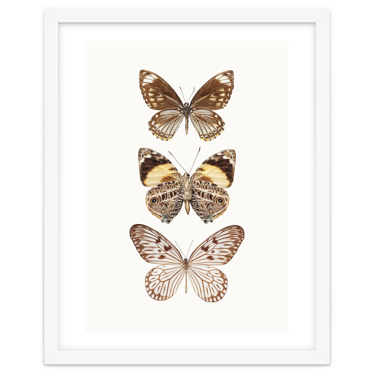 Cc Butterflies 06