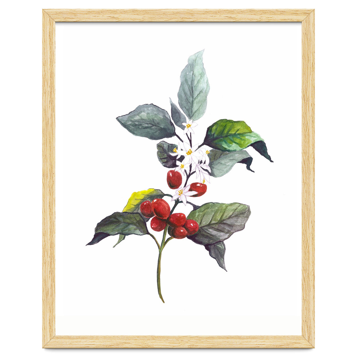 1 Botanical Illustration Kaffee Pflanze