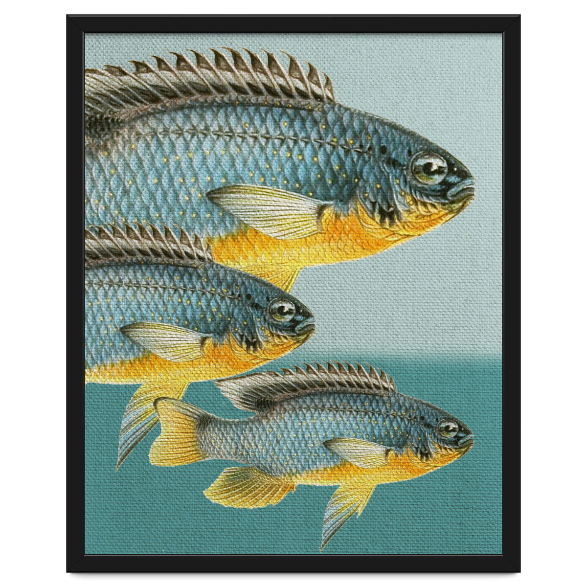 Fish Classic Designs 12