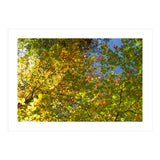 Colors Of Fall (Print Only) thumbnail