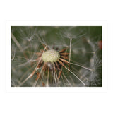 Dandelion Seeds (Print Only) thumbnail