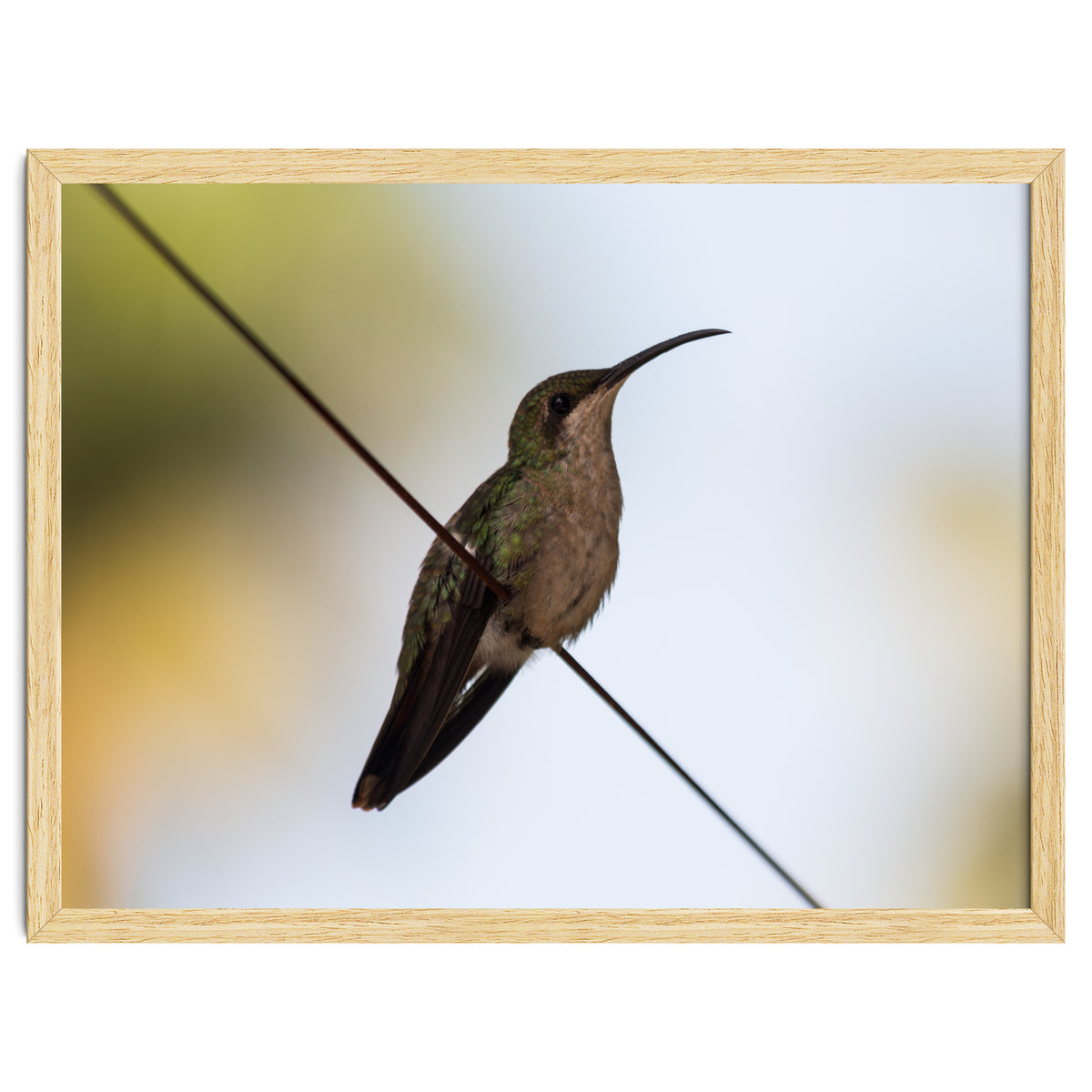 Colibri from Haïti