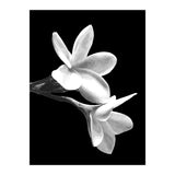 Black and White Flowers  (Print Only) thumbnail