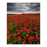 Wild Poppies (Print Only) thumbnail