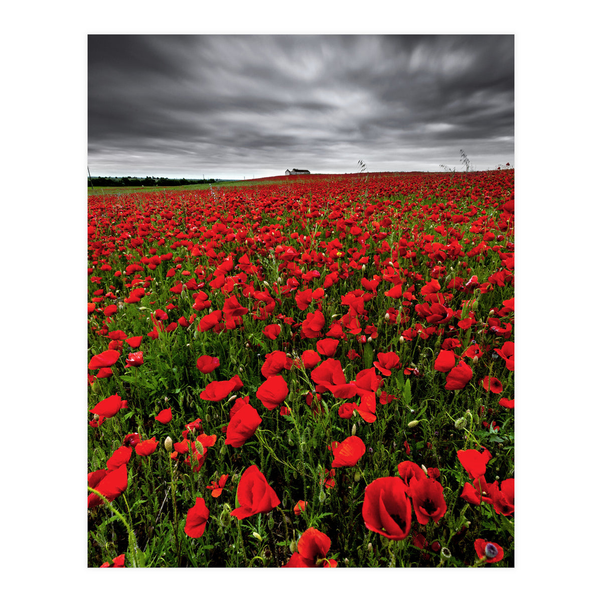 Wild Poppies (Print Only)