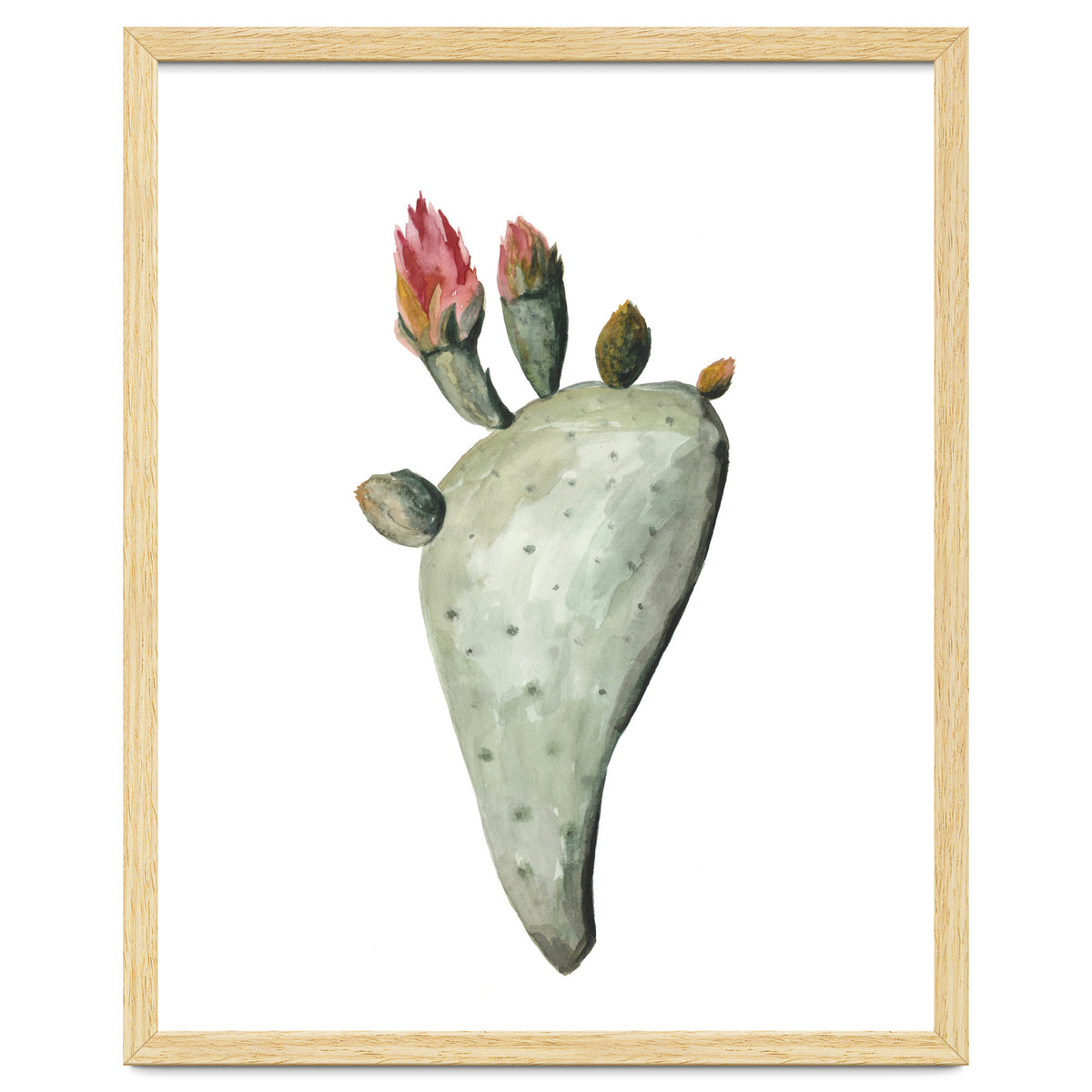 Botanical Illustration Cactus Flowers