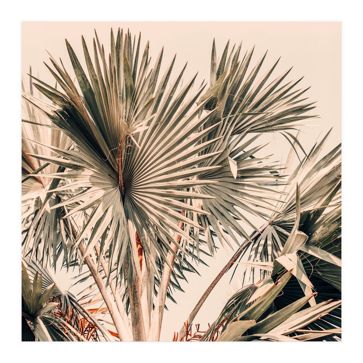 Morning Star (Print Only)