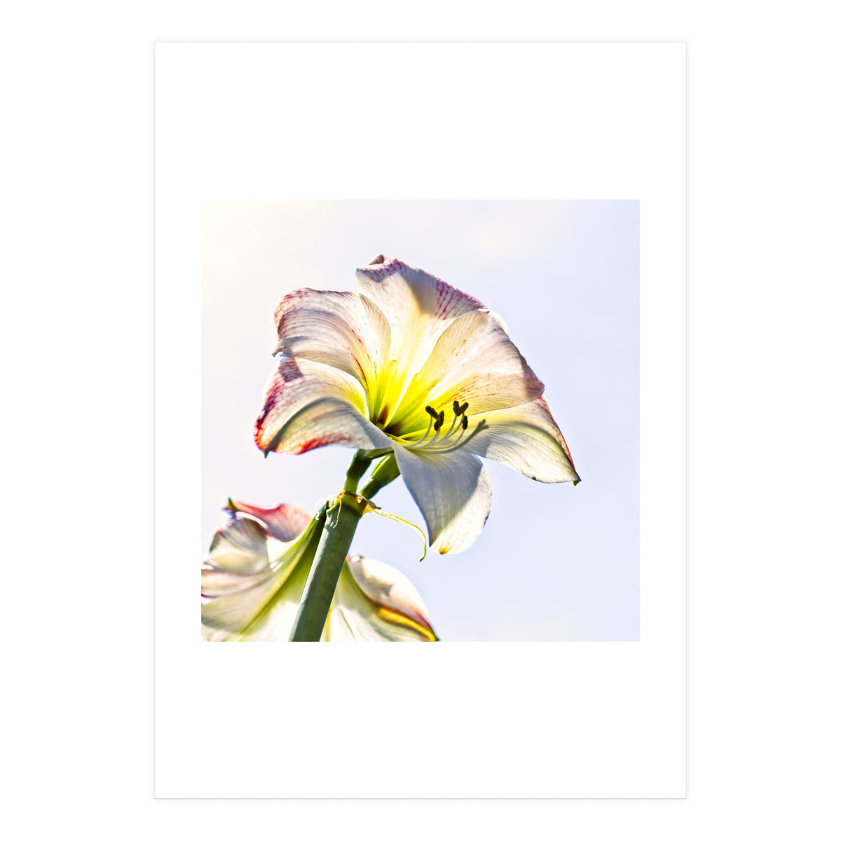 Amaryllis 2 (Print Only)