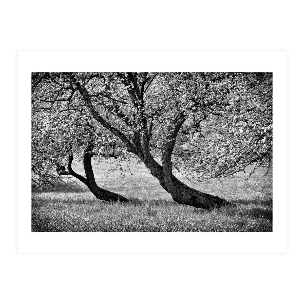 Bend over (Print Only)