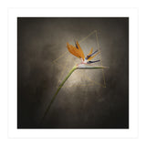 Graceful flower - Strelitzia | vintage style  (Print Only) thumbnail