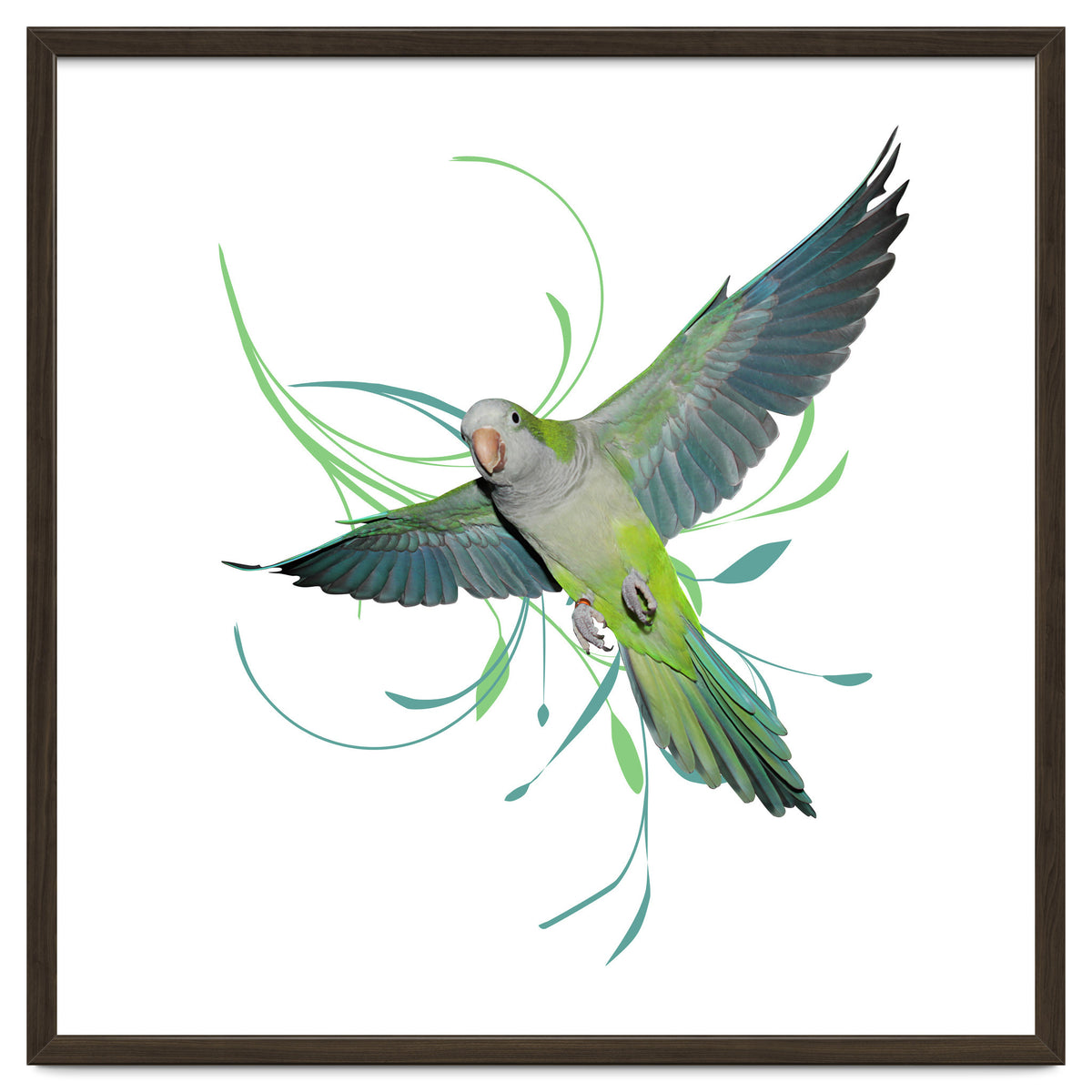 Flying quaker parrot