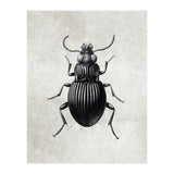 84 (Print Only) thumbnail