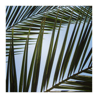 palm fronds (Print Only)