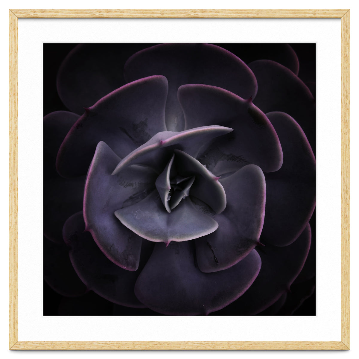 DARKSIDE OF SUCCULENTS VIII