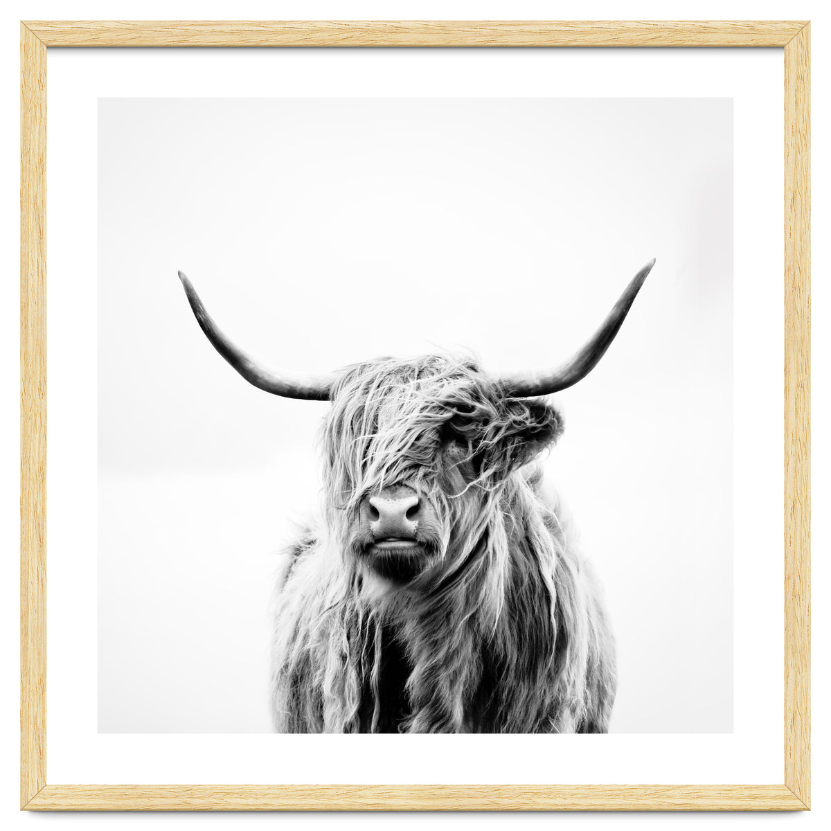 Portrait of a Highland Cow (Square Version)