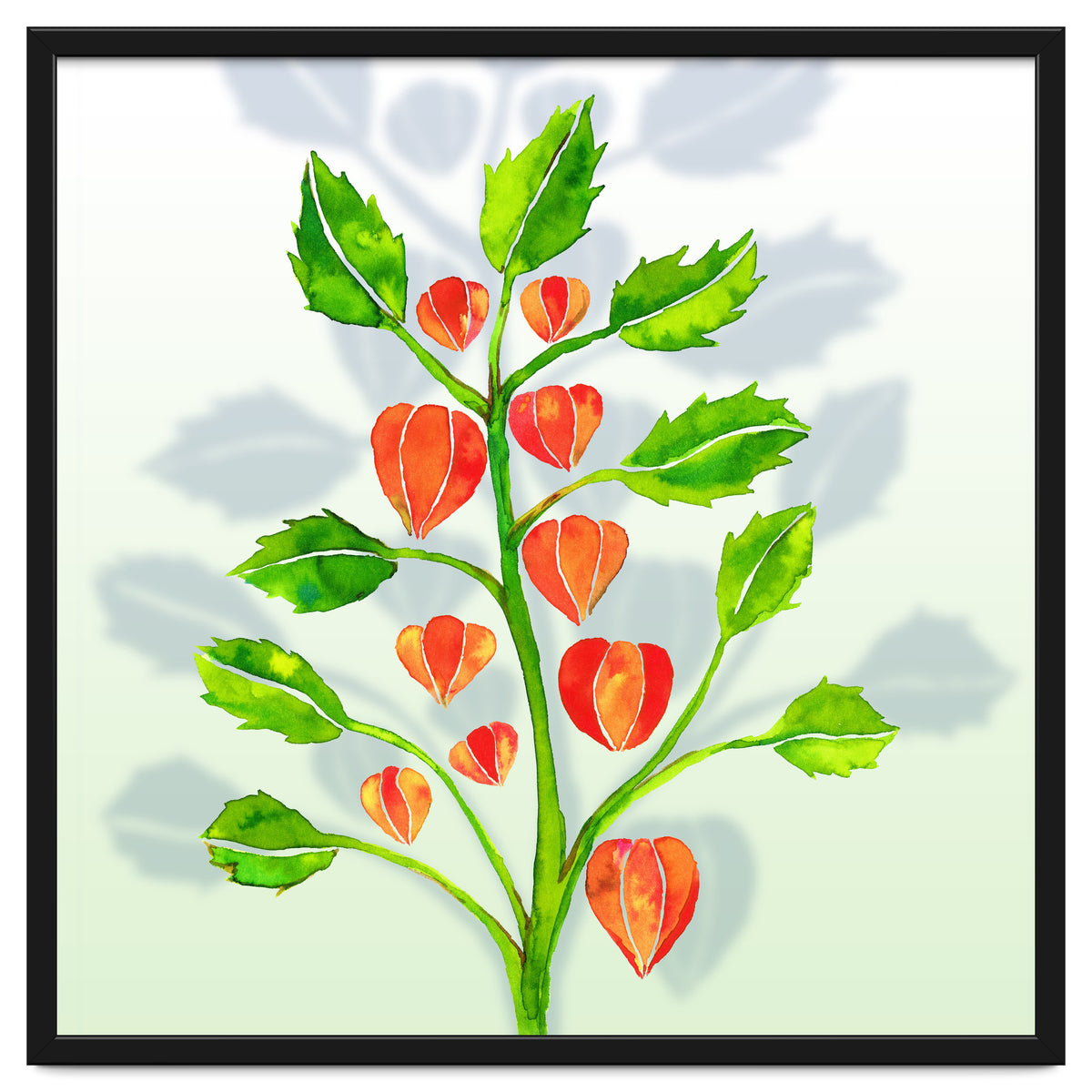 Physalis