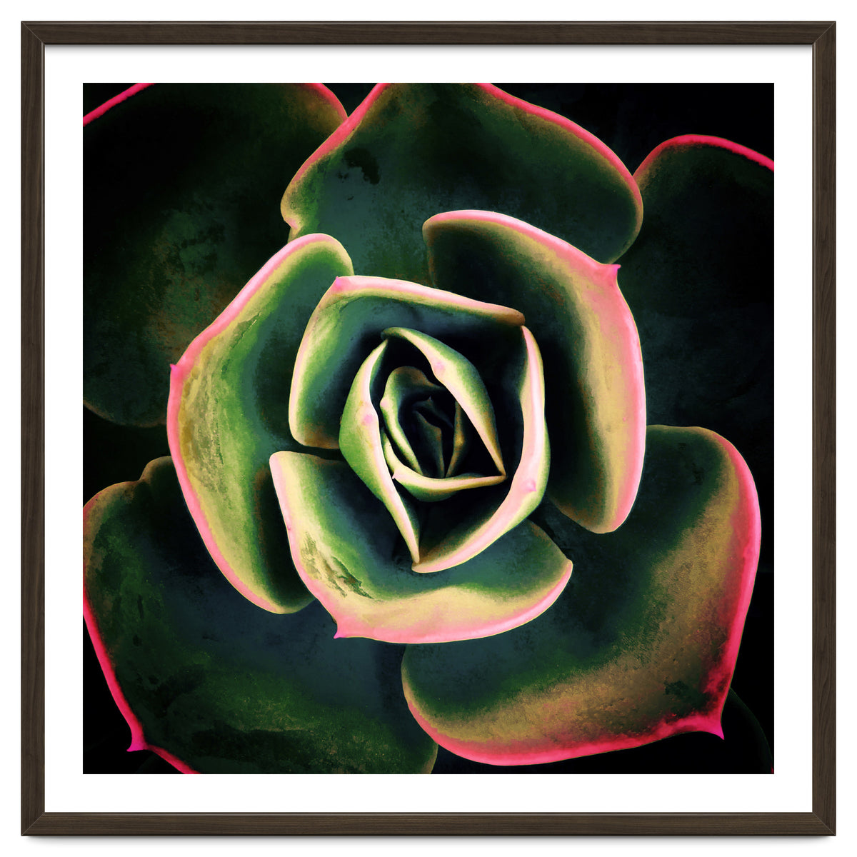 DARKSIDE OF SUCCULENTS XV