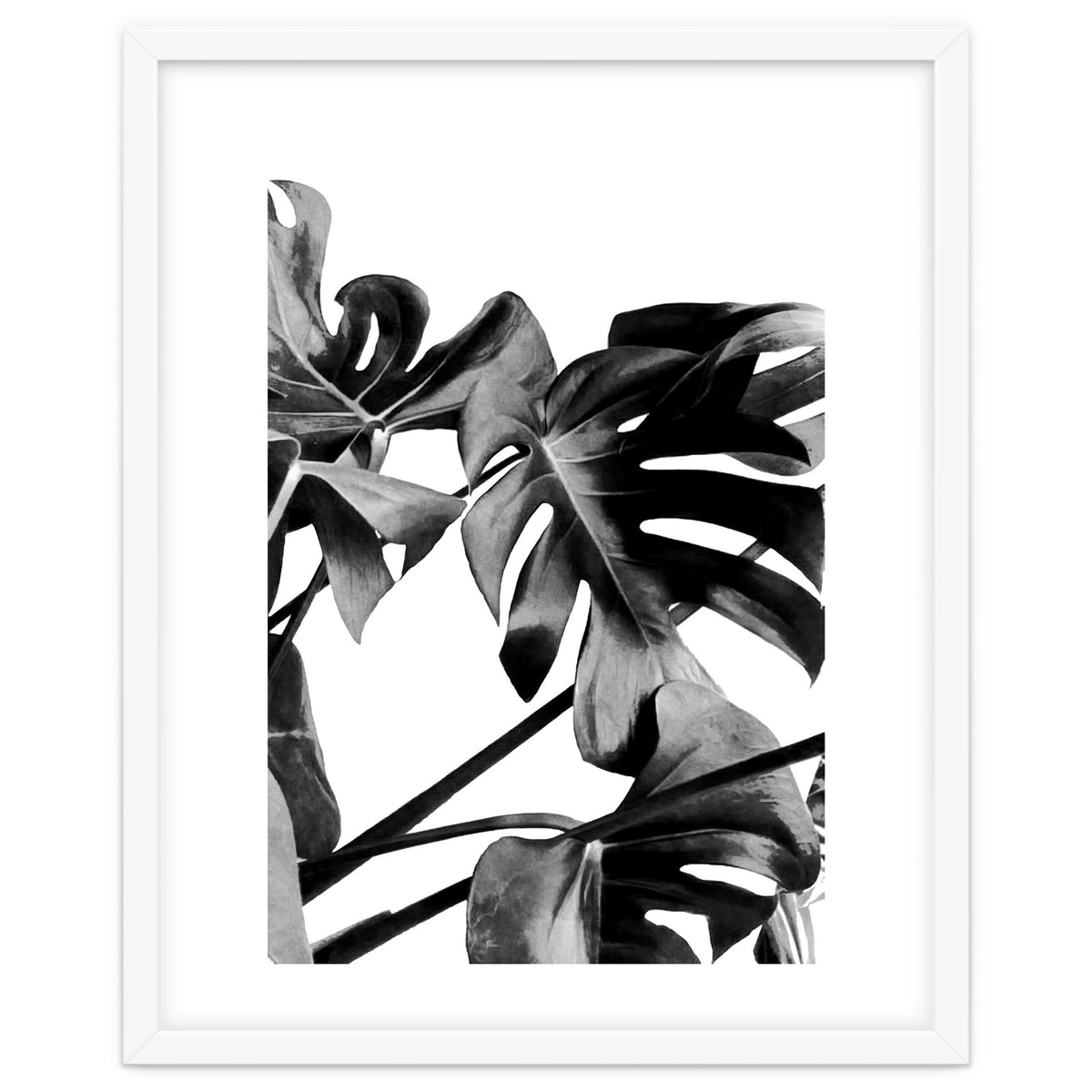 Monstera Black And White 06