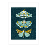 Lepidoptery8 (Print Only) thumbnail